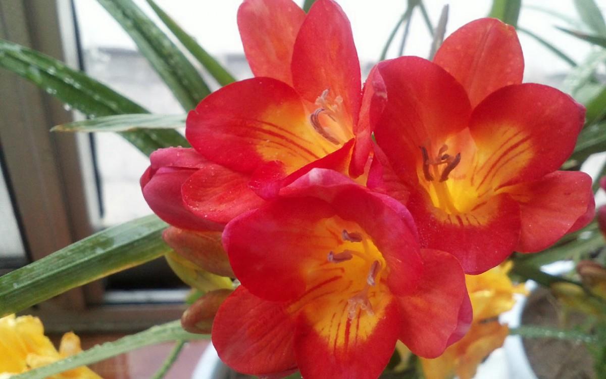 香雪兰花卉图片第一辑