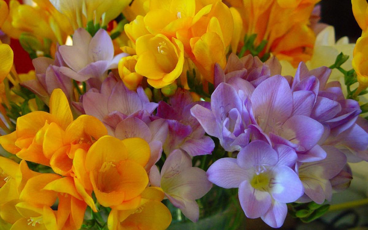 香雪兰花卉图片第一辑