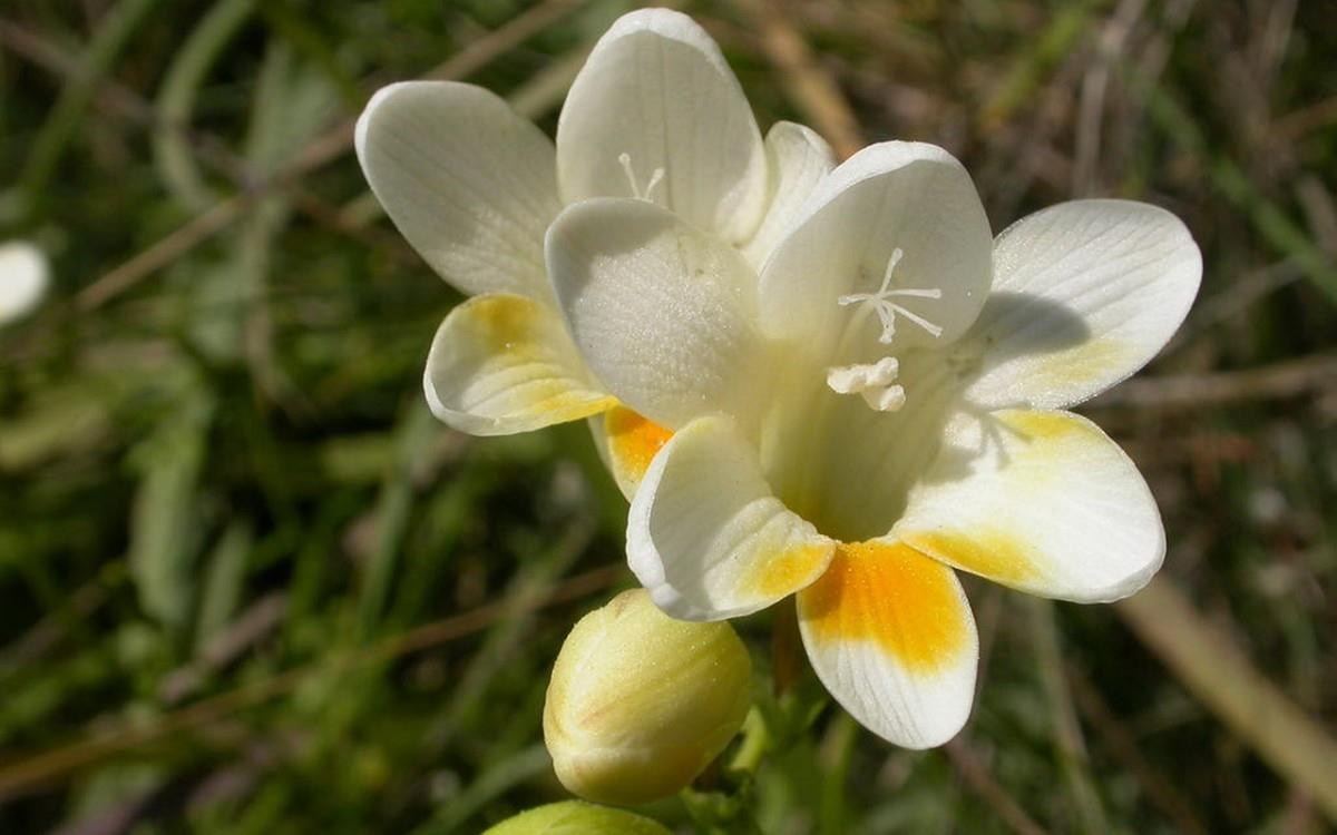 香雪兰花卉图片第一辑