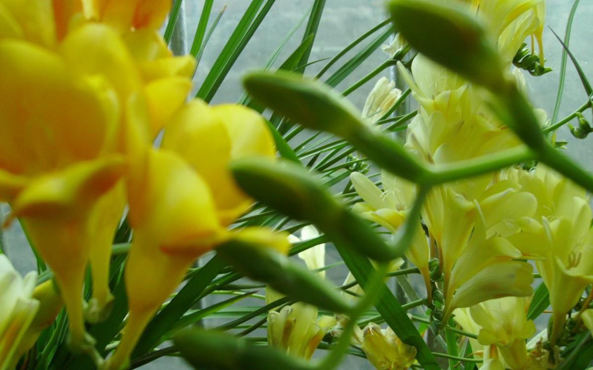 香雪兰花卉图片第一辑