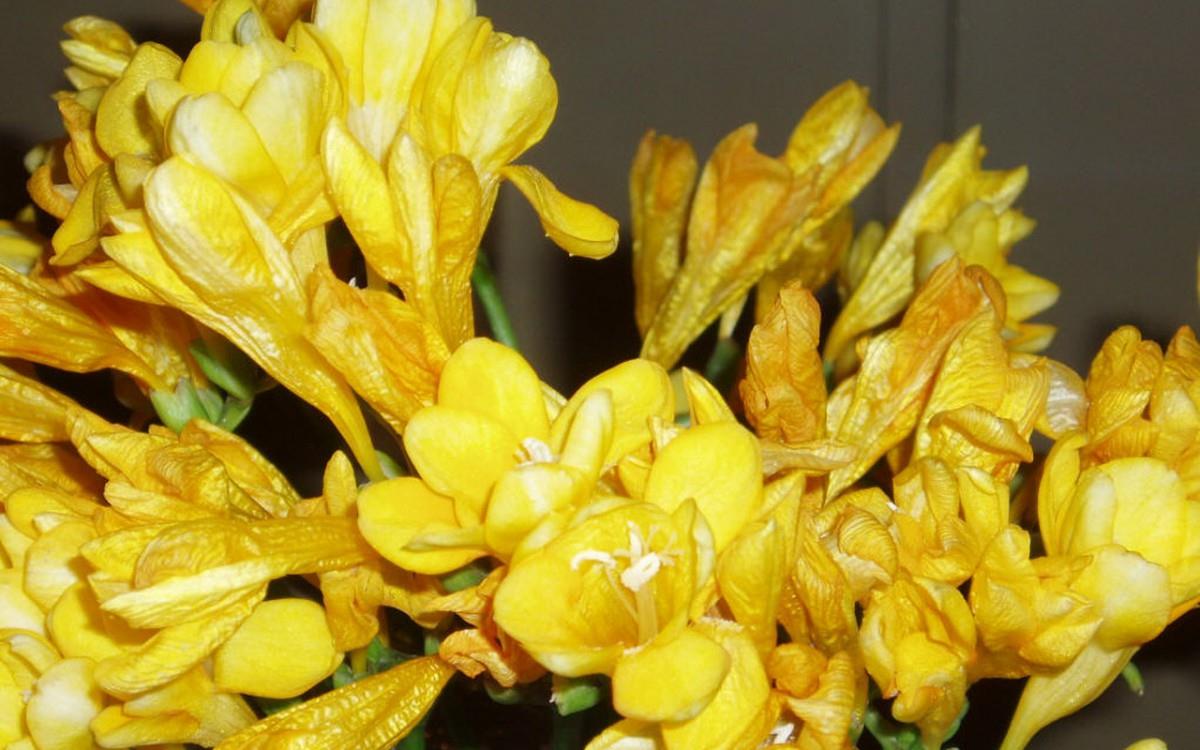 香雪兰花卉图片第一辑