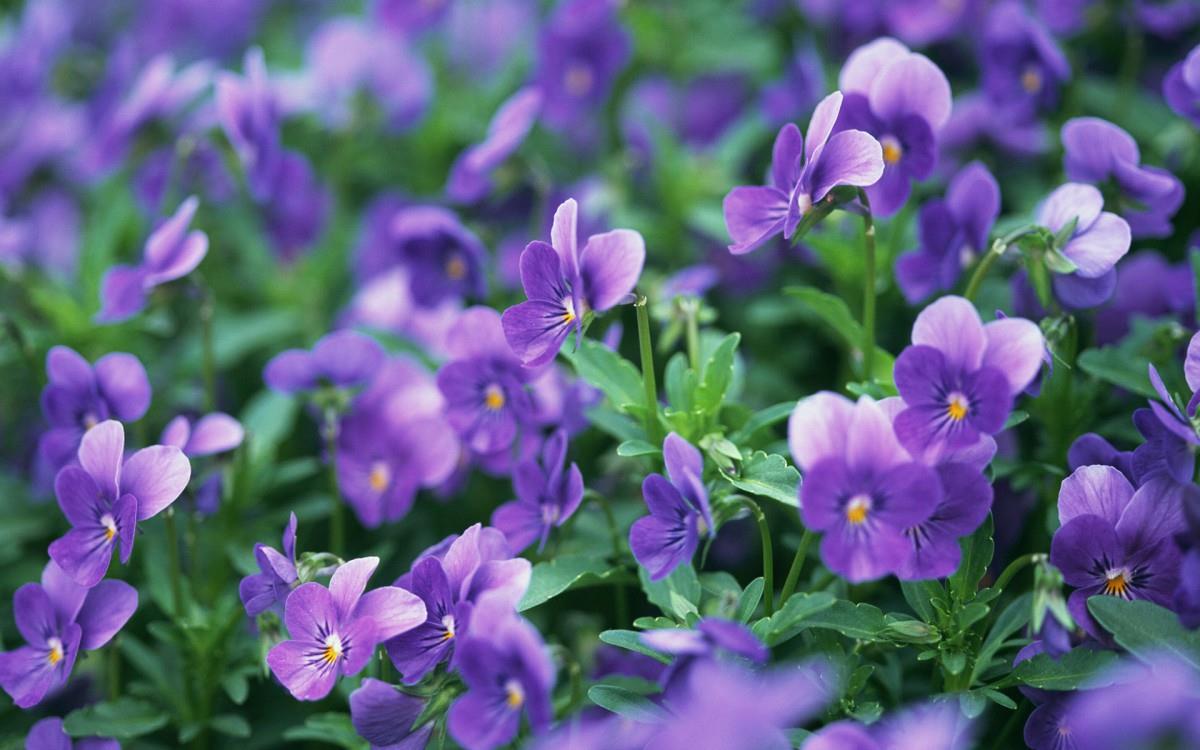 三色堇花语图片