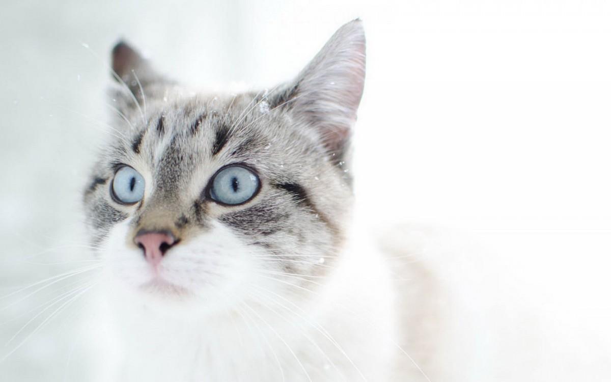 雪地里玩耍的猫咪图片