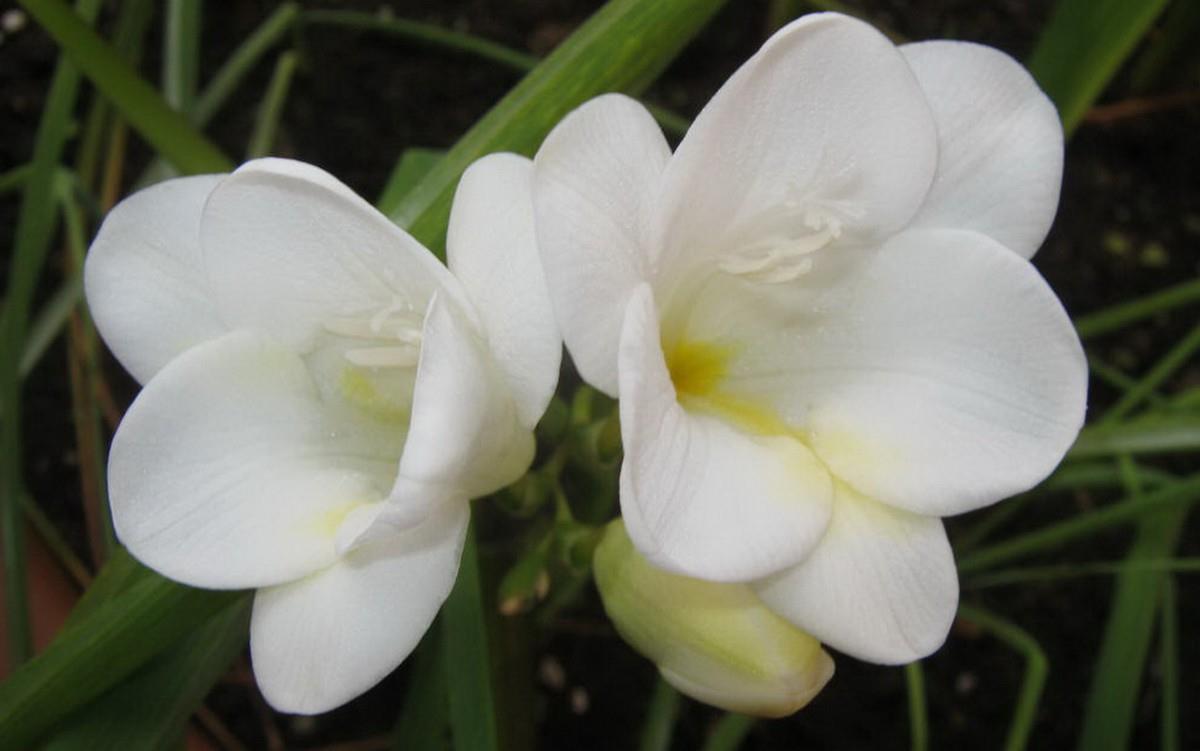 香雪兰花卉图片第一辑