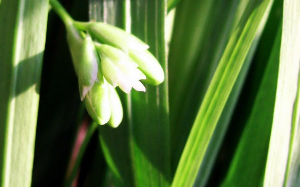 香雪兰花卉图片第一辑