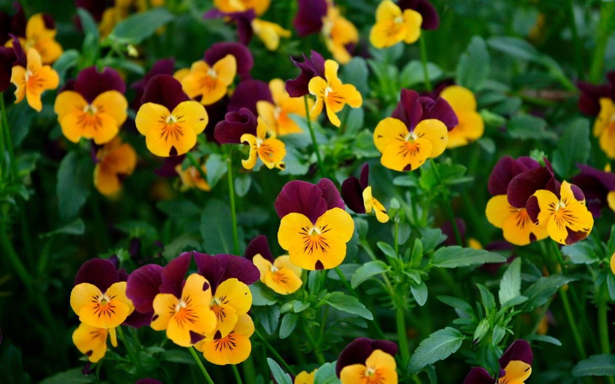 三色堇花语图片