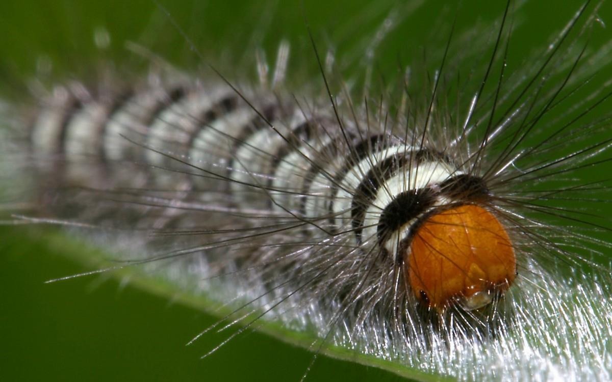毛毛虫图片