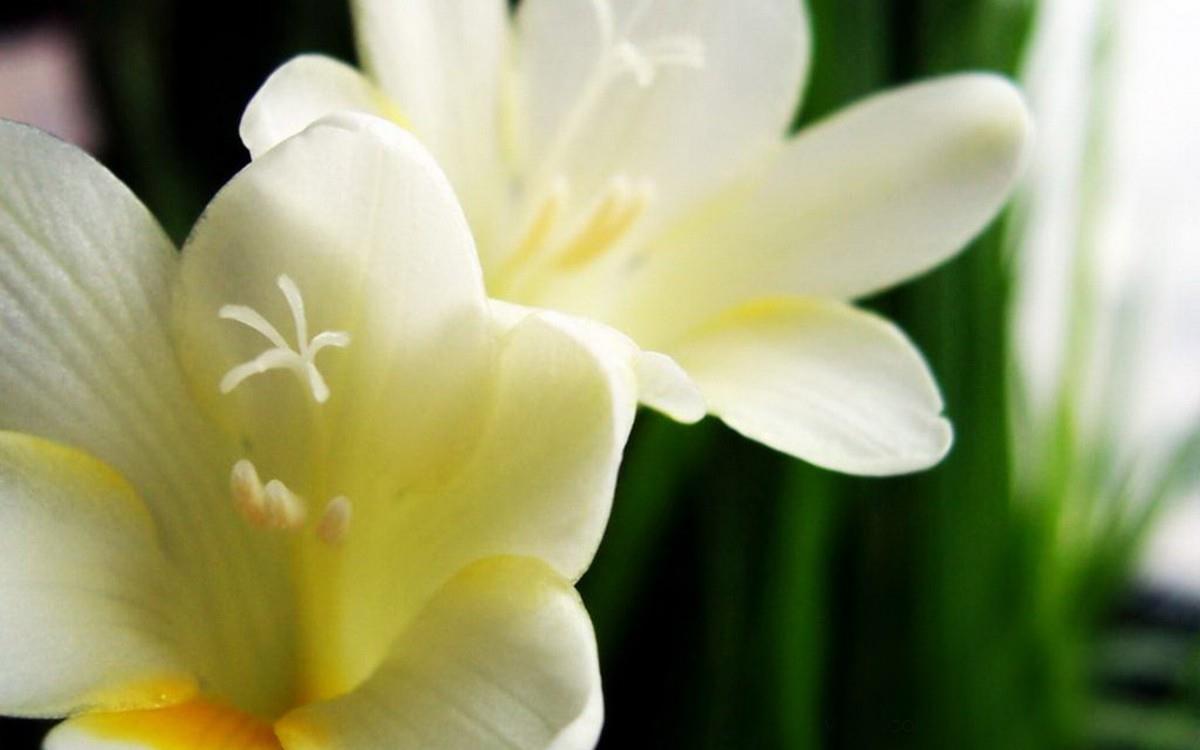 香雪兰花卉图片第一辑