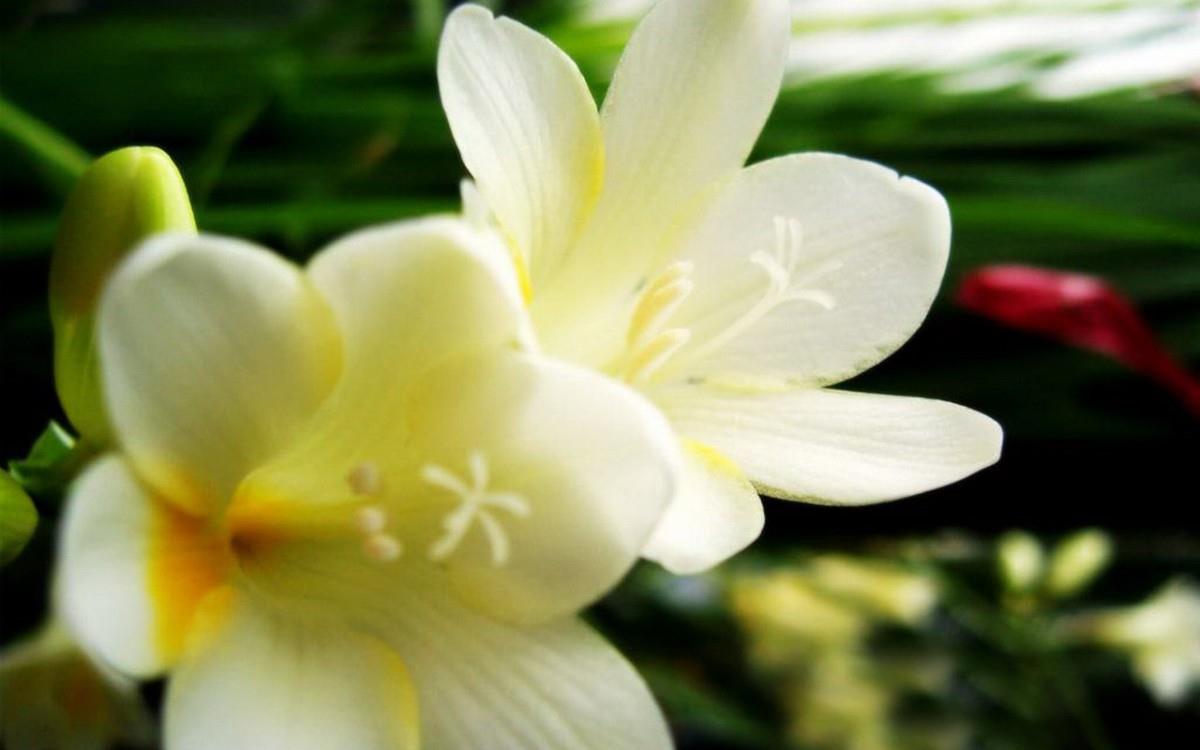 香雪兰花卉图片第一辑