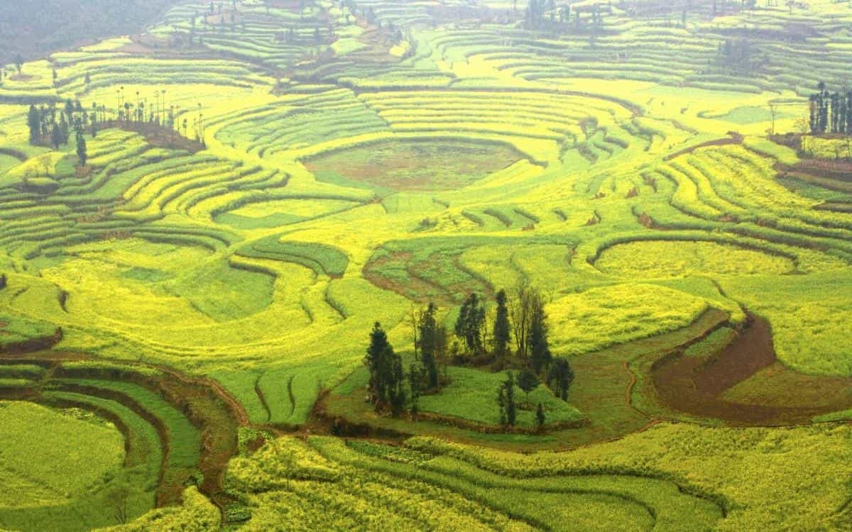 金灿灿的油菜花图片