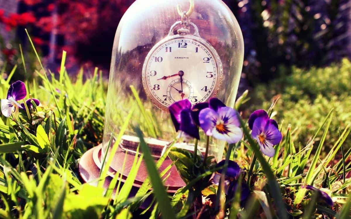 三色堇花语图片