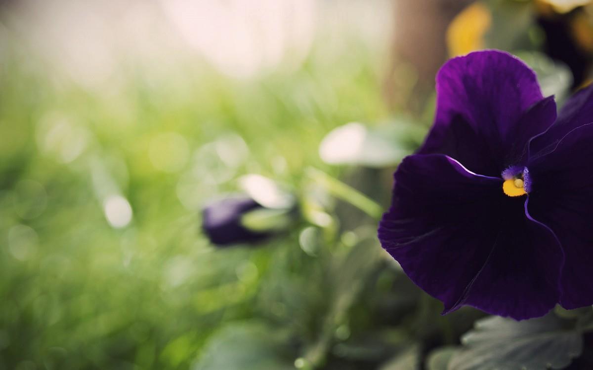 三色堇花语图片