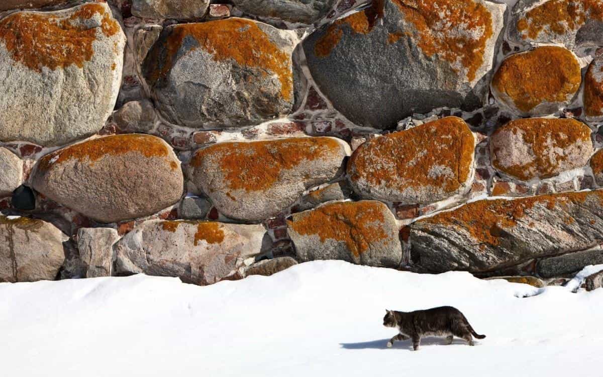 雪地里玩耍的猫咪图片