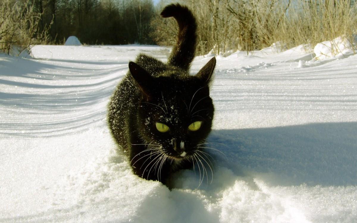 雪地里玩耍的猫咪图片