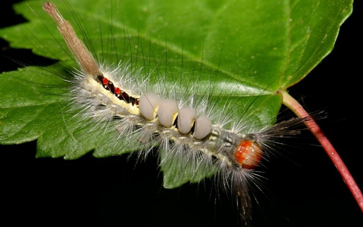 毛毛虫图片