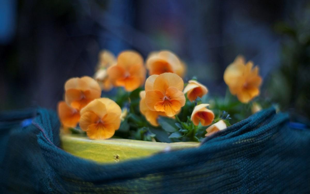 三色堇花语图片