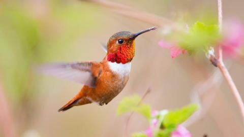 花间枝头上的小鸟图片