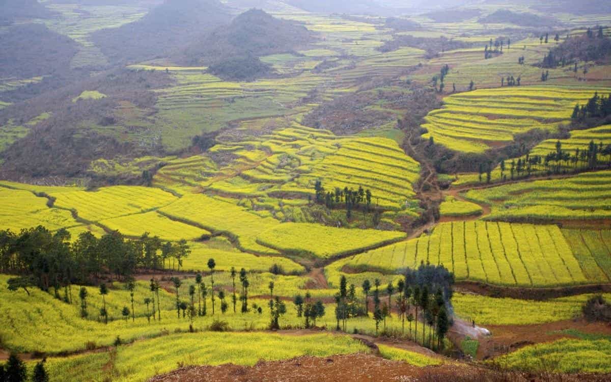 金灿灿的油菜花图片