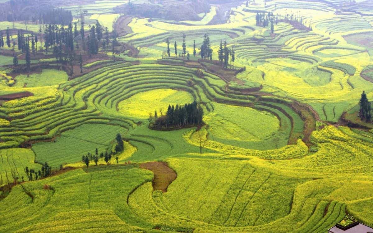 金灿灿的油菜花图片