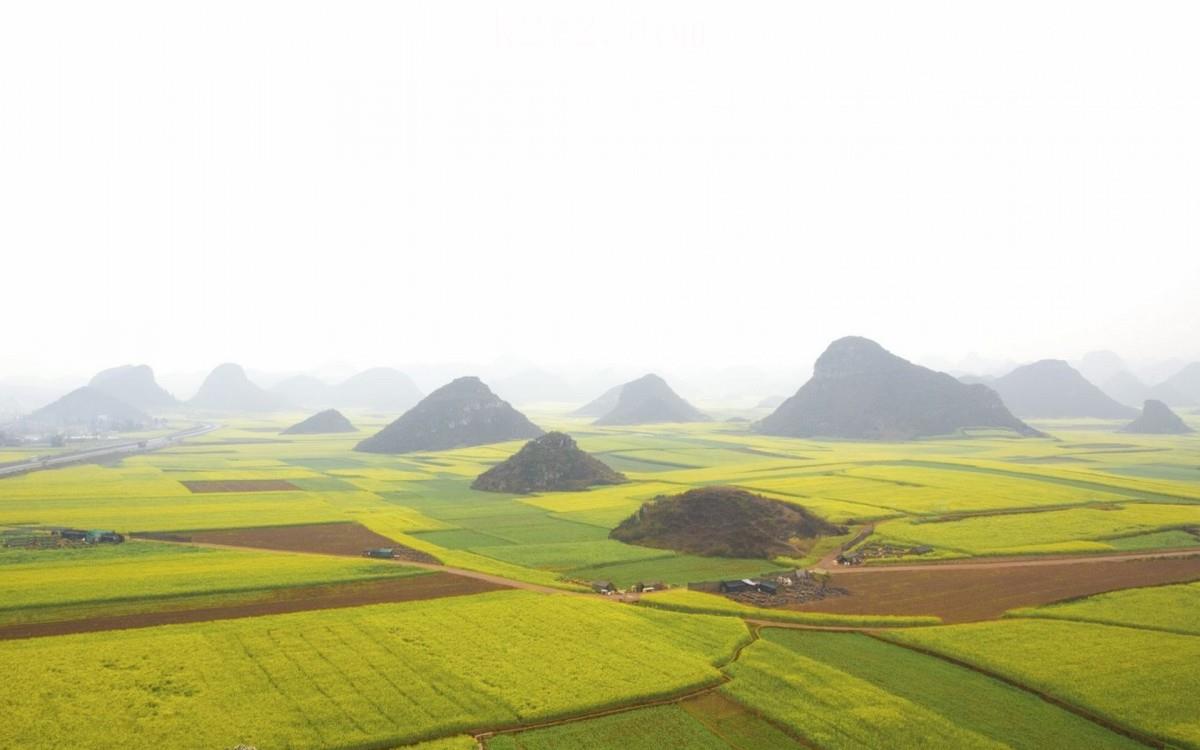 金灿灿的油菜花图片