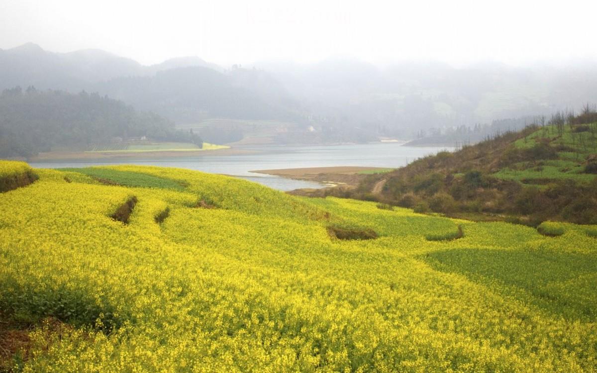 金灿灿的油菜花图片