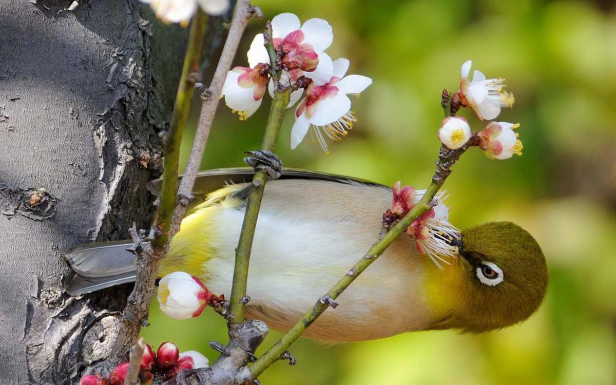 花间枝头上的小鸟图片