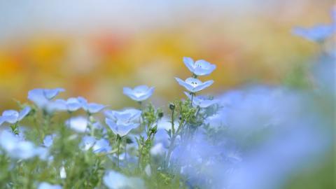 唯美紫色淡雅亚麻花图片大全