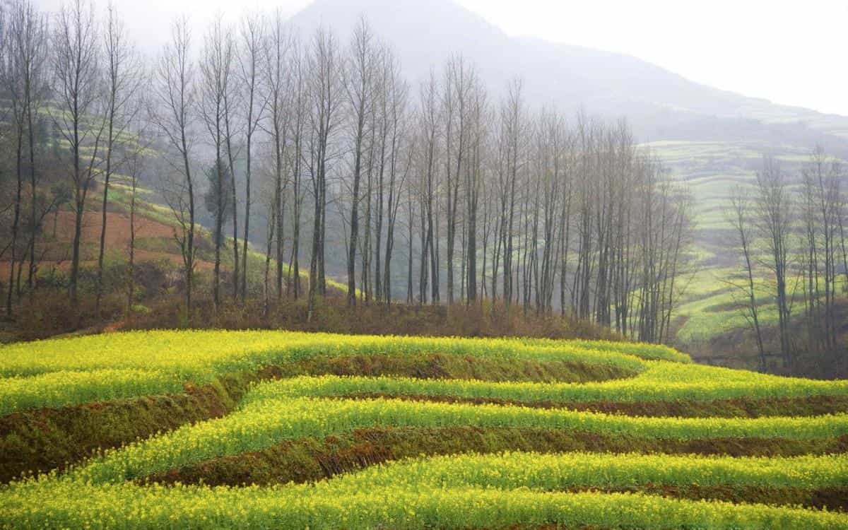 金灿灿的油菜花图片