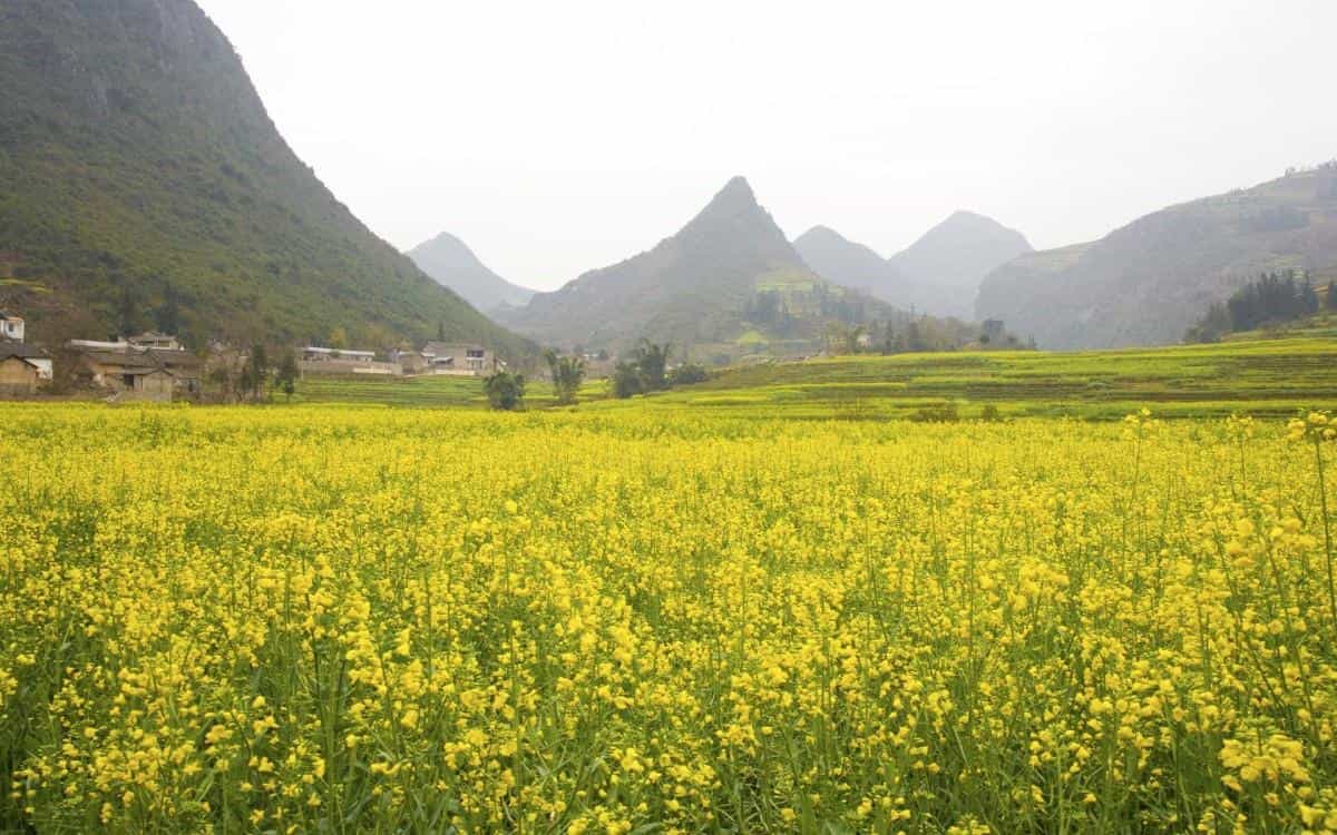 金灿灿的油菜花图片