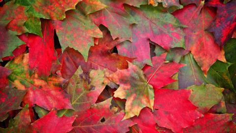 秋天的童话风景图片
