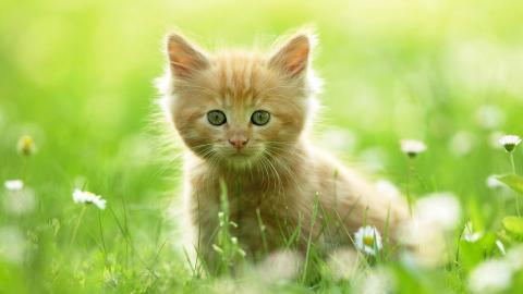 可爱猫星人图片