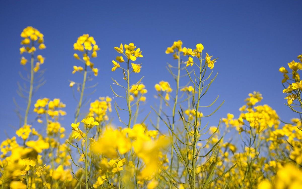 金灿灿的油菜花图片