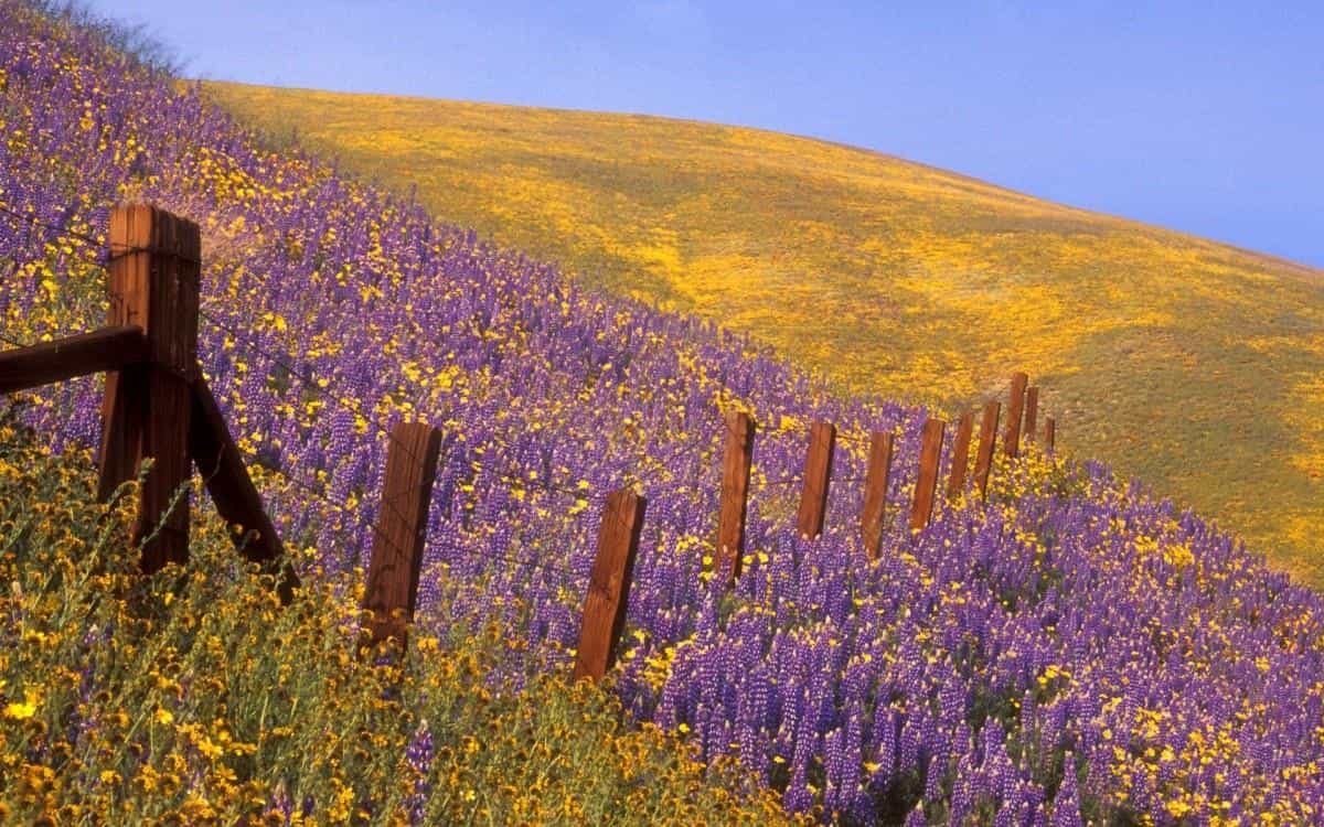 加利福尼亚州风光图片