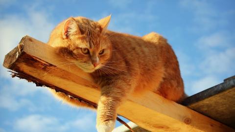 可爱猫星人图片