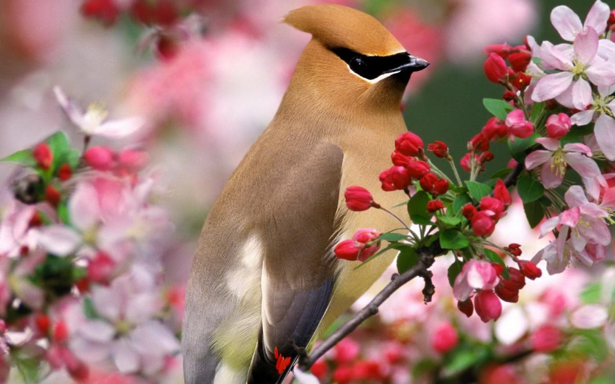 花间枝头上的小鸟图片