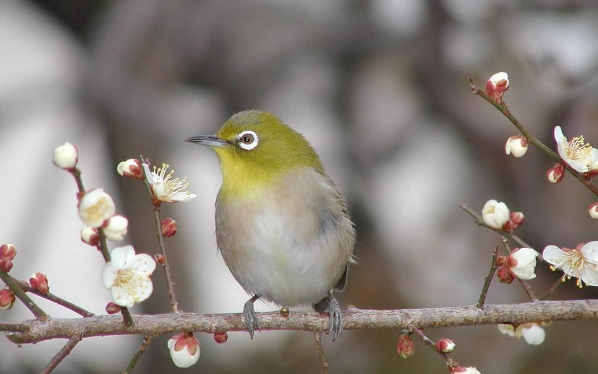 花间枝头上的小鸟图片