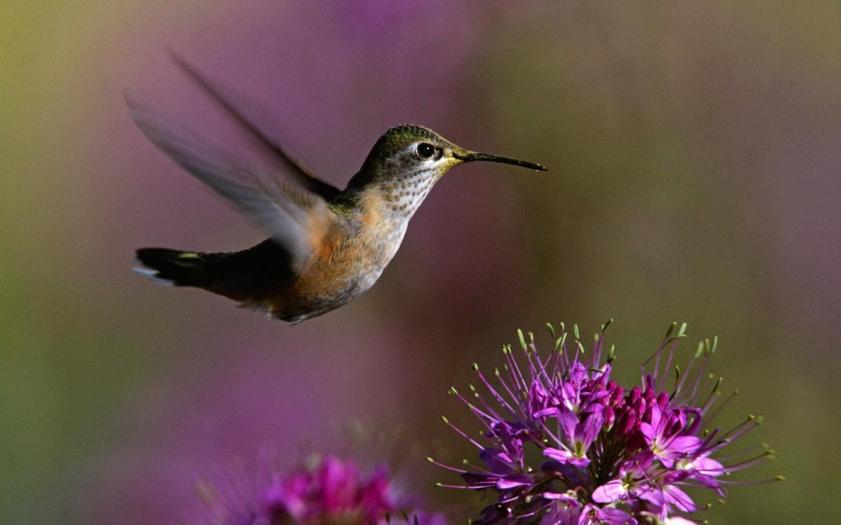 花间枝头上的小鸟图片