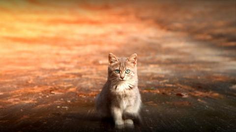 可爱猫星人图片