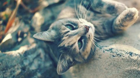 可爱猫星人图片