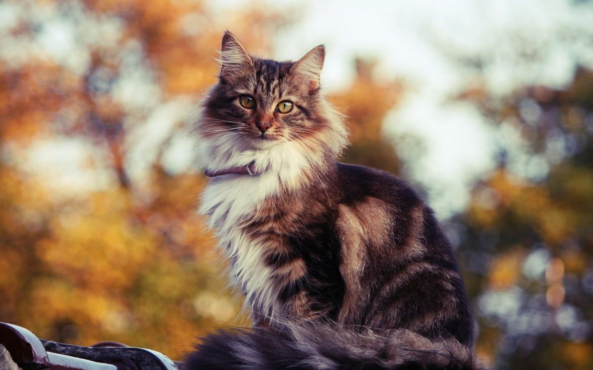 可爱猫星人图片