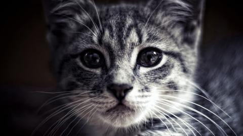 可爱猫星人图片