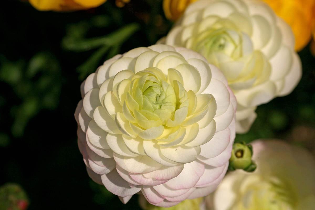 花毛茛(又称芹菜花和波期毛茛)图片