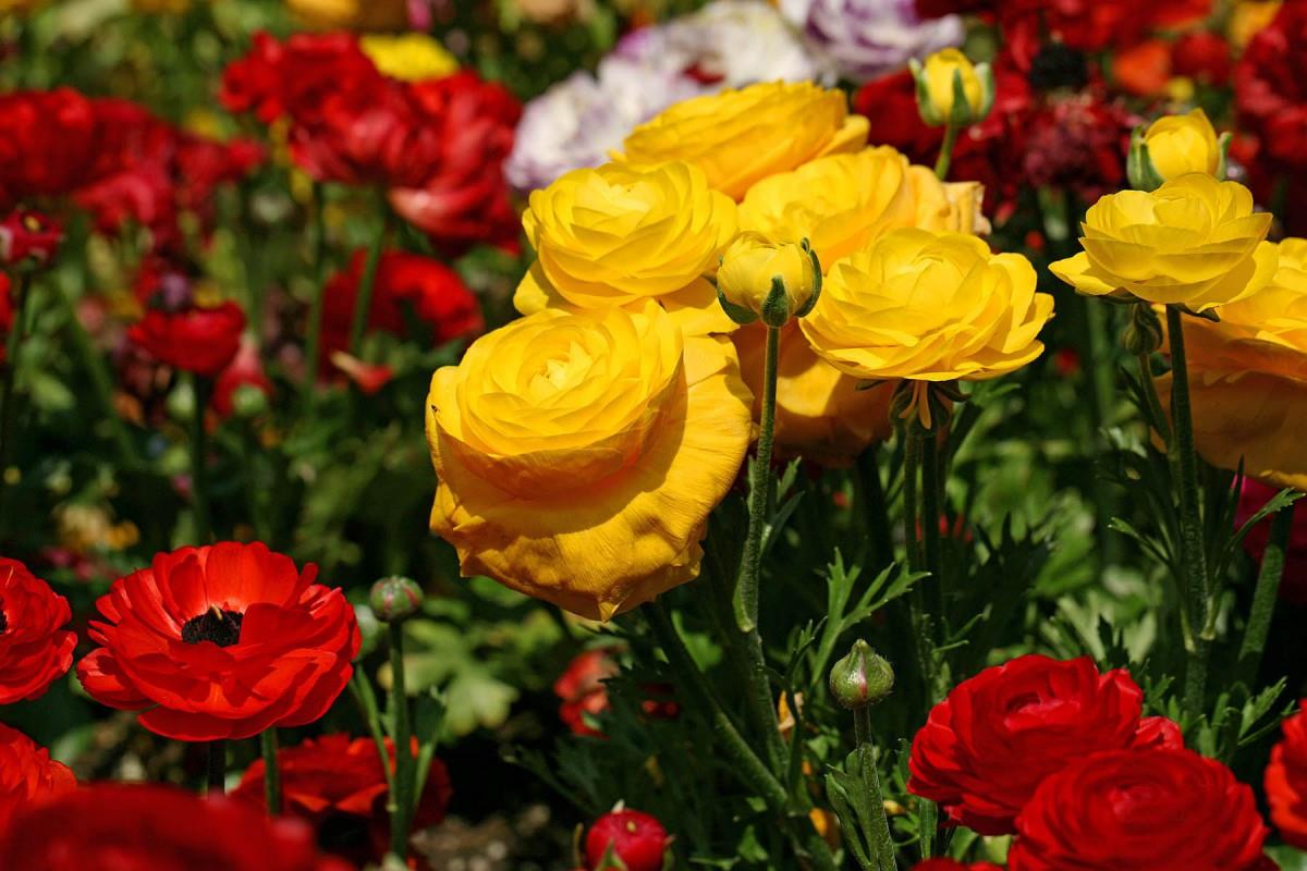 花毛茛(又称芹菜花和波期毛茛)图片