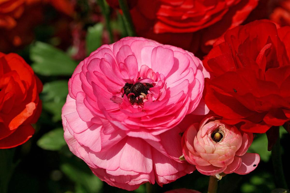 花毛茛(又称芹菜花和波期毛茛)图片