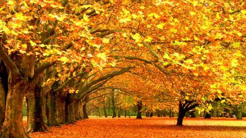 秋天的童话风景图片