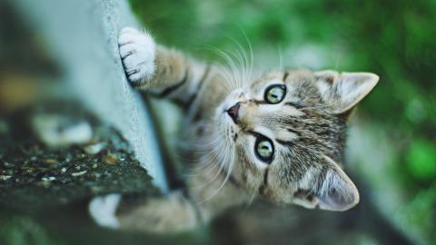 可爱猫星人图片