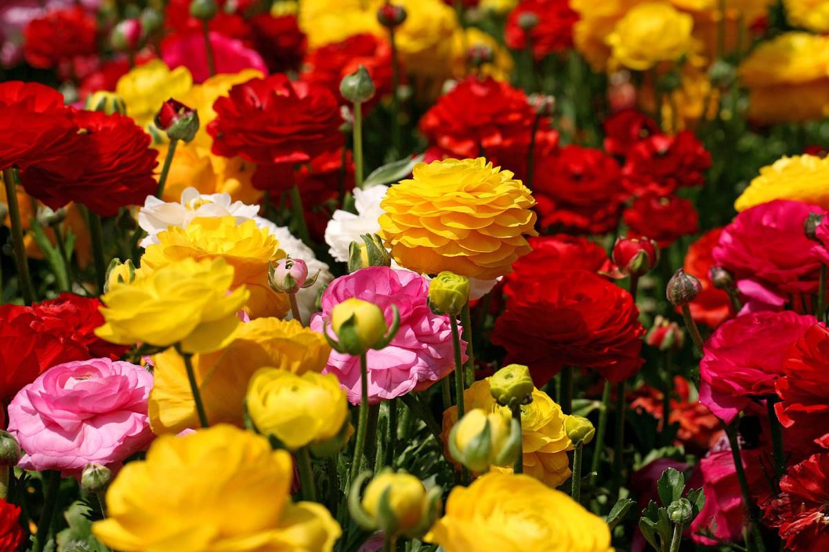 花毛茛(又称芹菜花和波期毛茛)图片