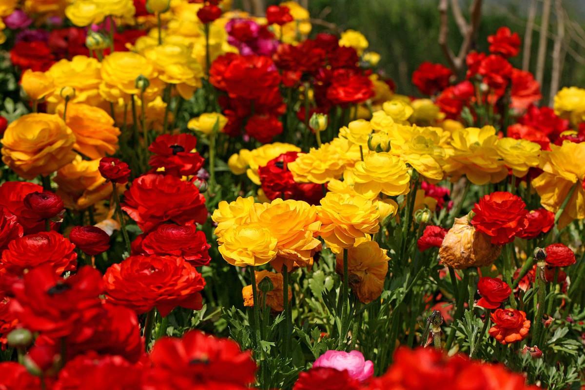 花毛茛(又称芹菜花和波期毛茛)图片