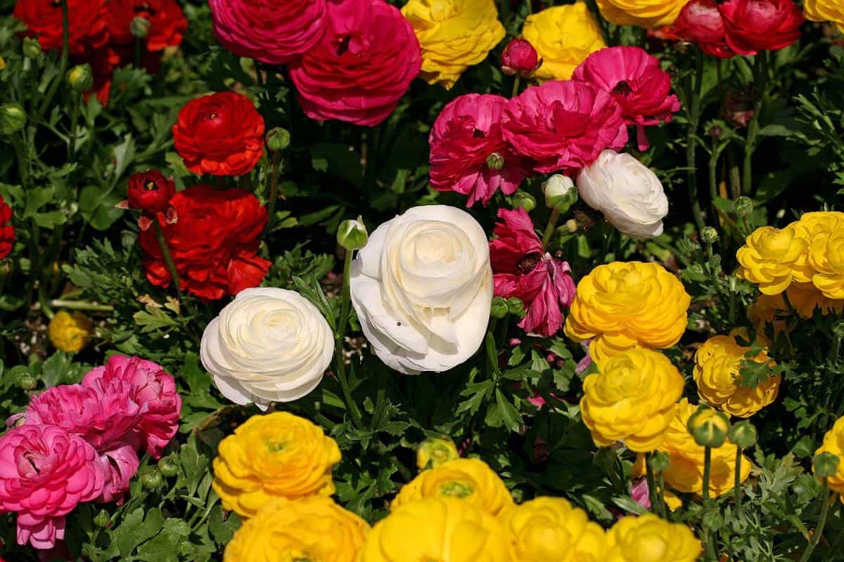 花毛茛(又称芹菜花和波期毛茛)图片