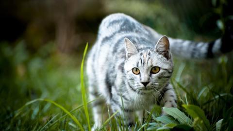 可爱猫星人图片